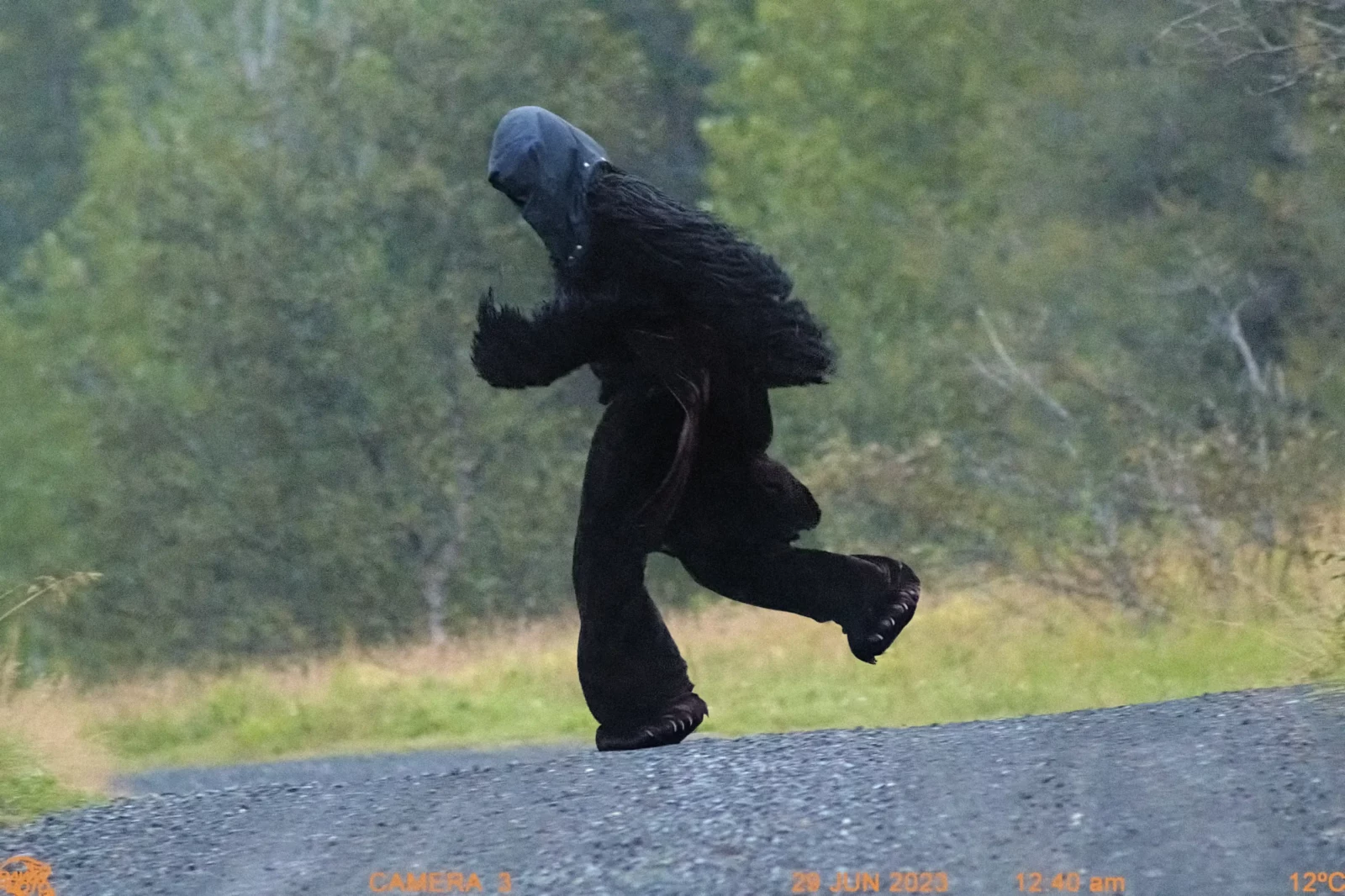 Black furry creature running across a wet Icelandic road surrounded by low green trees.